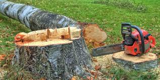 How Our Tree Care Process Works  in  Rockville, MD