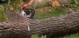 Best Emergency Tree Removal  in Rockville, MD