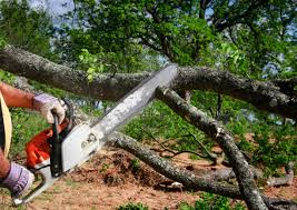 Best Tree Mulching  in Rockville, MD