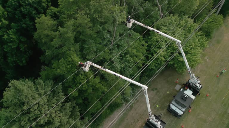 Best Hazardous Tree Removal  in Rockville, MD