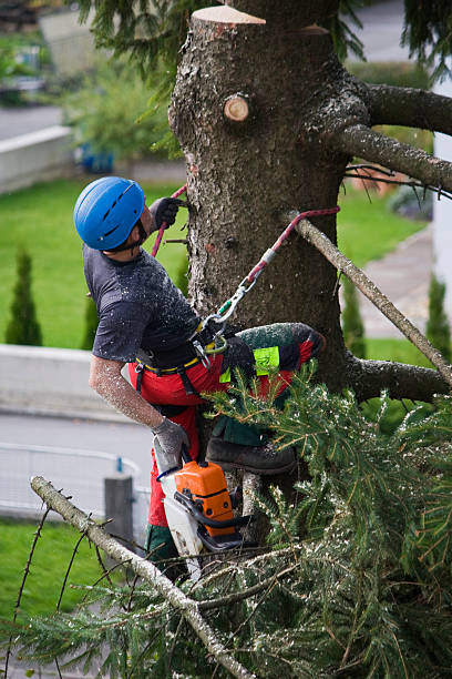 Best Lawn Irrigation Installation and Maintenance  in Rockville, MD