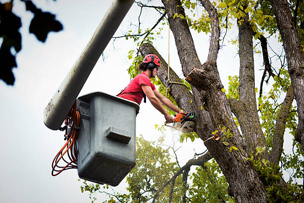 Best Arborist Consultation Services  in Rockville, MD