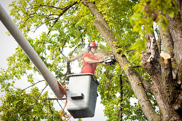 Best Storm Damage Tree Cleanup  in Rockville, MD
