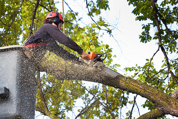 Reliable Rockville, MD Tree Removal Solutions